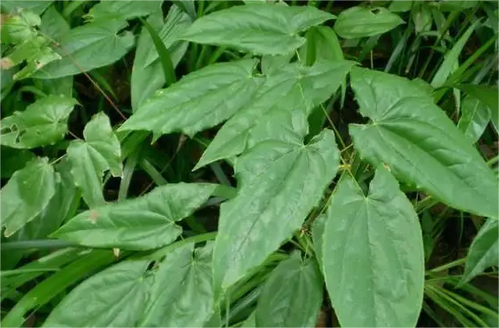 植物提取物的分类和应用